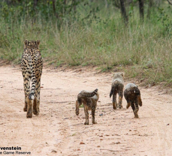 A04Daniel Greyvenstein Cheetah And Cubs 200527 8 Final A04Daniel Greyvenstein Cheetah And Cubs 200527 8 Final