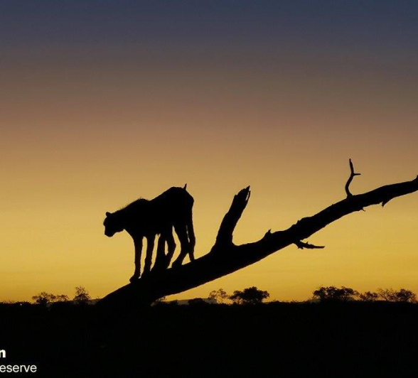 A44Daniel Greyvenstein Cheetah And Cub 040722 Edit 155025925934678 Crop Final A44Daniel Greyvenstein Cheetah And Cub 040722 Edit 155025925934678 Crop Final