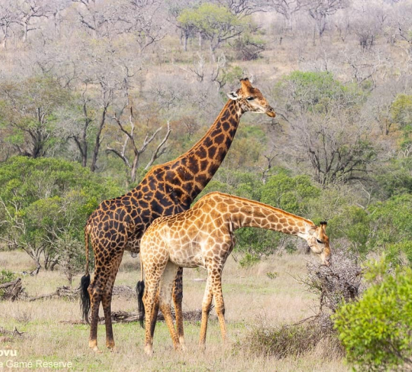 04andries Giraffes.blog 1.1 Final 04andries Giraffes.blog 1.1 Final