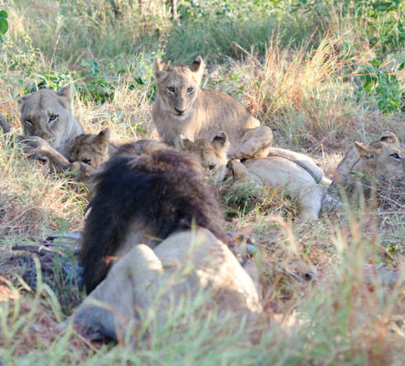 Southern Pride On Buff Kill 4 Southern Pride On Buff Kill 4