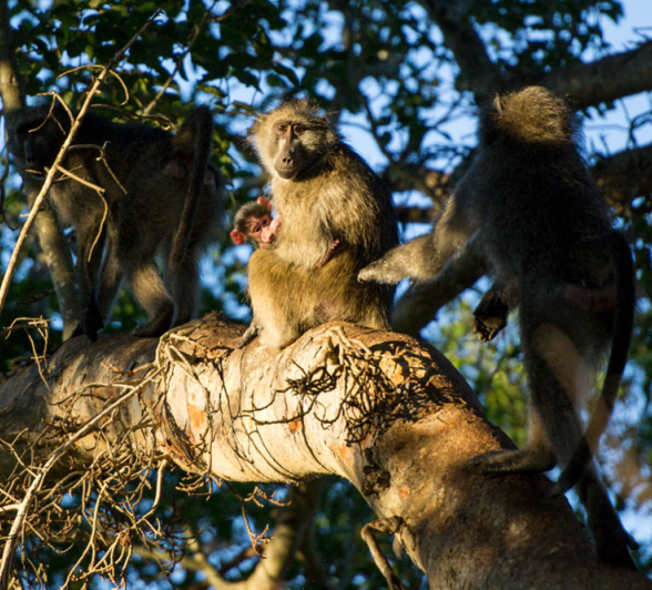 Baboons 1 Baboons 1