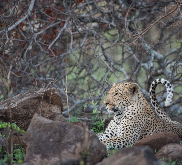 Mike Palmer Mandleve Male 1 Mike Palmer Mandleve Male 1