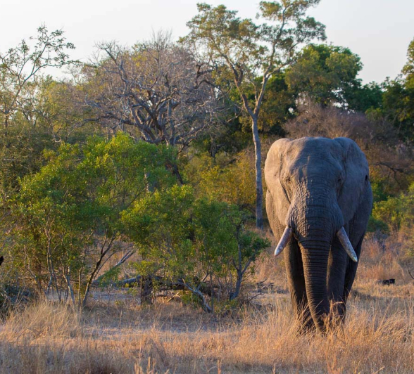15Pravir Patel Elephant01 15Pravir Patel Elephant01
