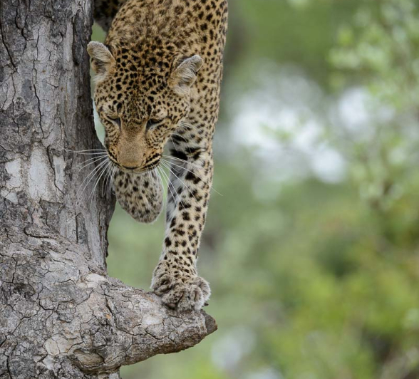 15Mike Palmer Leopard03 15Mike Palmer Leopard03