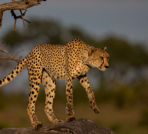 13Pravir Patel Cheetah 01 13Pravir Patel Cheetah 01