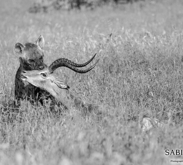 34Kyle 01 Feb 2017 Hyena Kill 10 Final 34Kyle 01 Feb 2017 Hyena Kill 10 Final