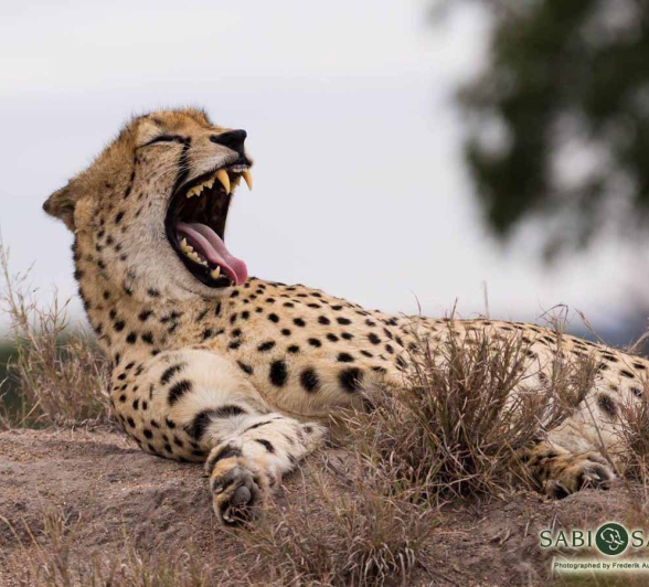 41Frederik Aucamp Male Cheetah Final 41Frederik Aucamp Male Cheetah Final