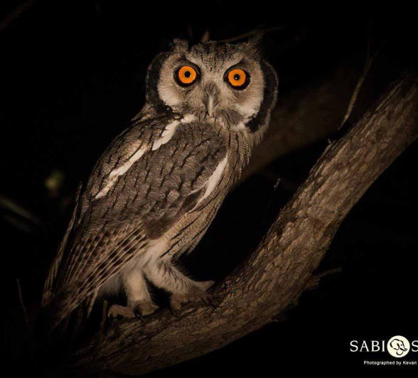 36Kevan Dobbie White Faced Owl 150318 Final 36Kevan Dobbie White Faced Owl 150318 Final