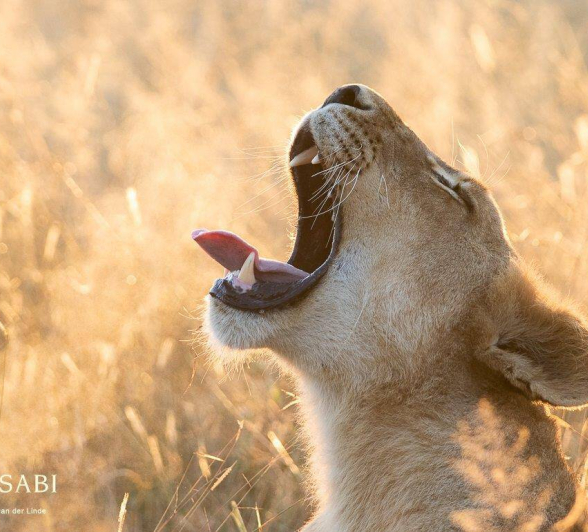 09Kevin Van Der Linde SP 15052019 3 Final