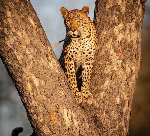 08Shaun Jenkinson Kigelia 02112019 1 Final 08Shaun Jenkinson Kigelia 02112019 1 Final