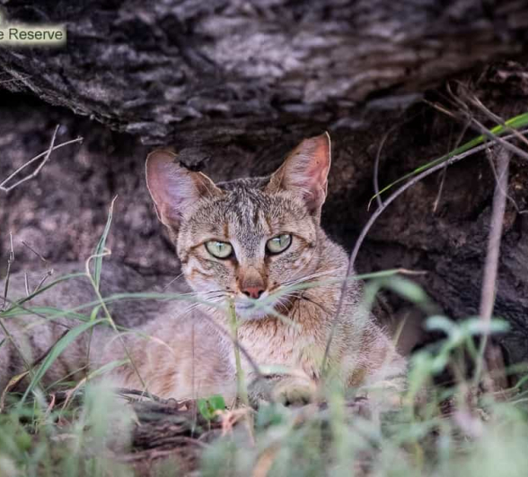 57 Shaun Jenkinson African Wildcat 03 01 20 57 Shaun Jenkinson African Wildcat 03 01 20