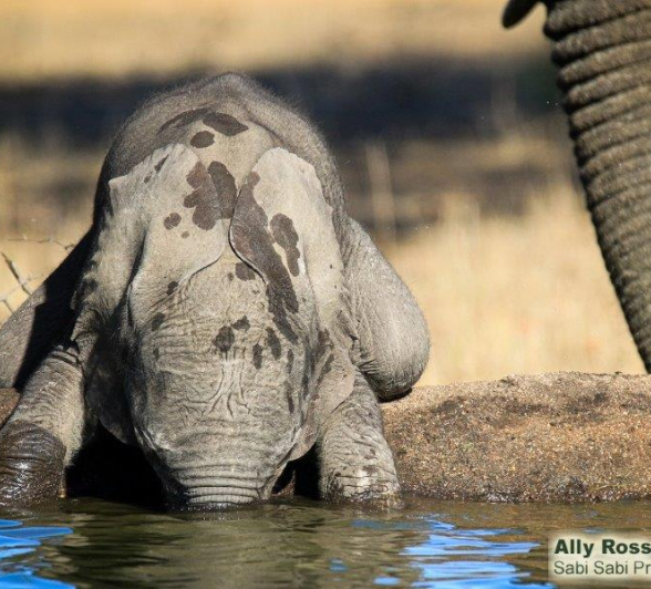 41Ally Ross 20191116 Baby Elephant 01 Final 41Ally Ross 20191116 Baby Elephant 01 Final