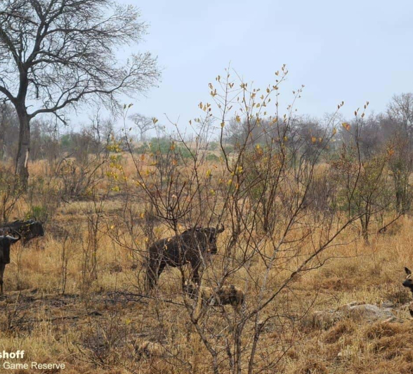 02Rebecca Boshoff Wild Dogs 01092020 2 Final 02Rebecca Boshoff Wild Dogs 01092020 2 Final