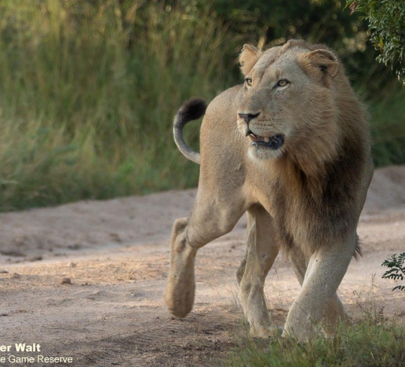 31Tyron Van Der Walt Male Lions 150321 1 Final