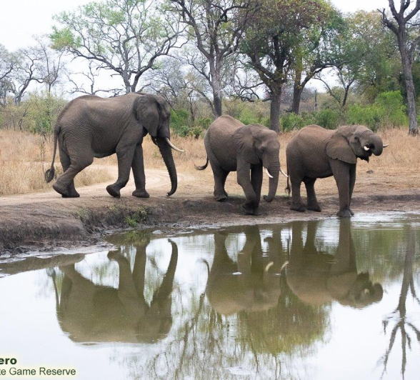 08ronald Mutero Elephant 01102020  Final 08ronald Mutero Elephant 01102020  Final