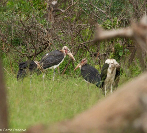 A20Amy Leigh Marabou Stork 301221 Final A20Amy Leigh Marabou Stork 301221 Final