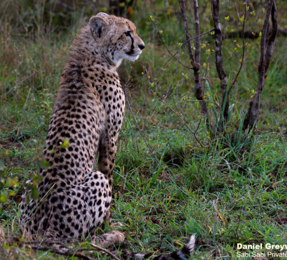 B04Daniel Greyvenstein Cheetah And Cub 160522 4 Final B04Daniel Greyvenstein Cheetah And Cub 160522 4 Final