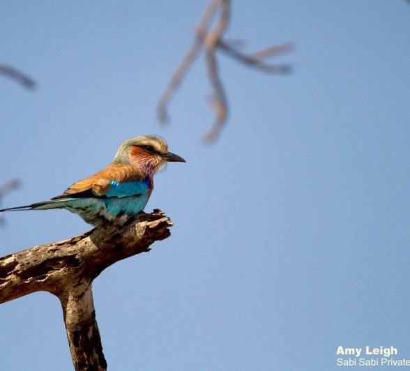 A13Amy Roberts Lilac Breasted Roller 270620 Edit Final A13Amy Roberts Lilac Breasted Roller 270620 Edit Final