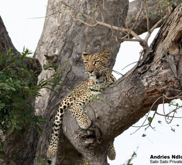 A16andries Leopard.golonyi 210322 2 Final A16andries Leopard.golonyi 210322 2 Final