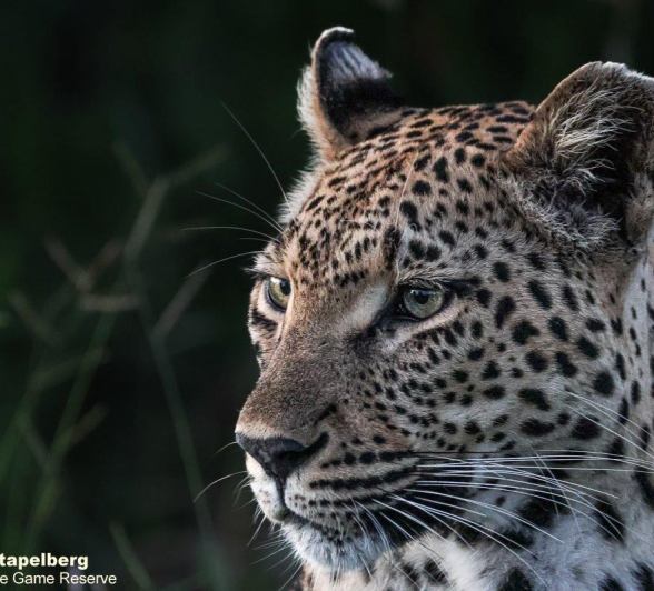 A19Coenraad Stapelberg Ntsumi 020123 2 Final