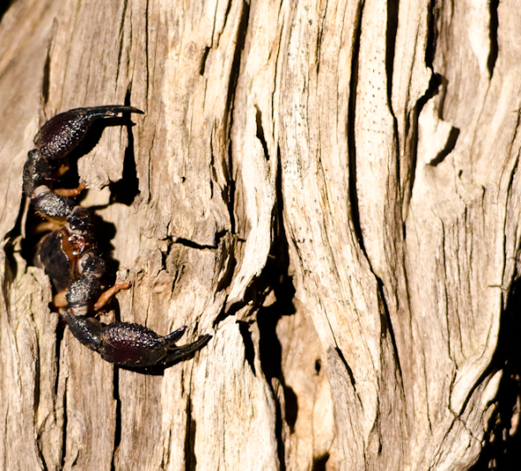 Scorpion Scorpion