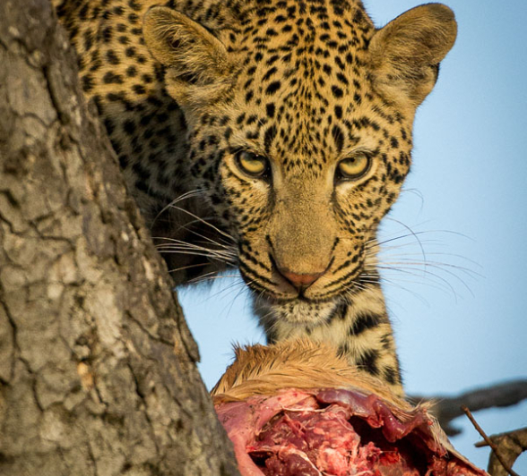 Tortillis Mala Bamba1 1