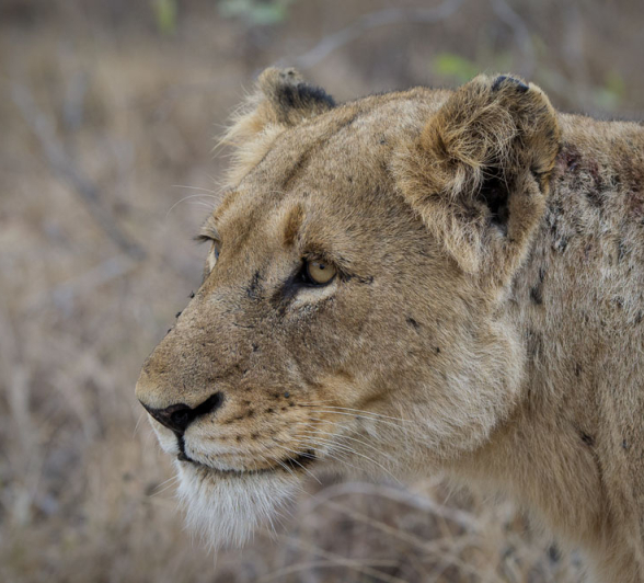 SP Lioness SP Lioness
