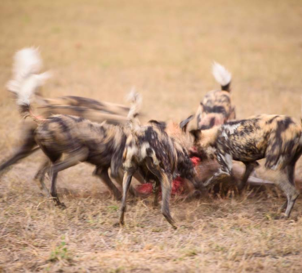 14Mike Palmer Wild Dog Kill 7 14Mike Palmer Wild Dog Kill 7