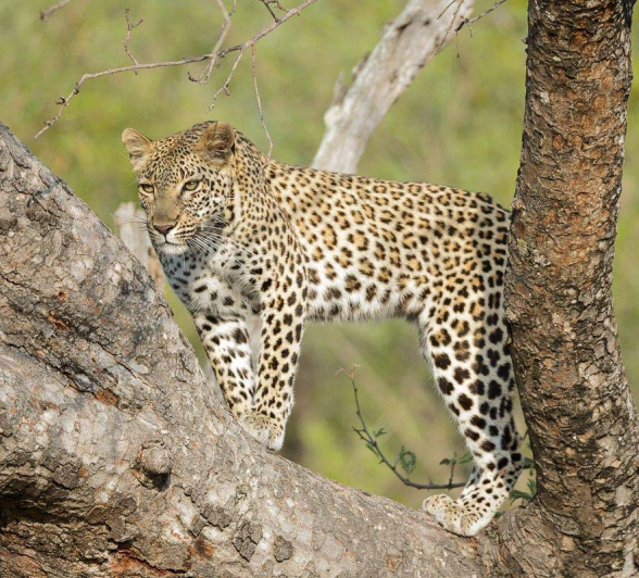 29Mike Palmer Kigelia 261215