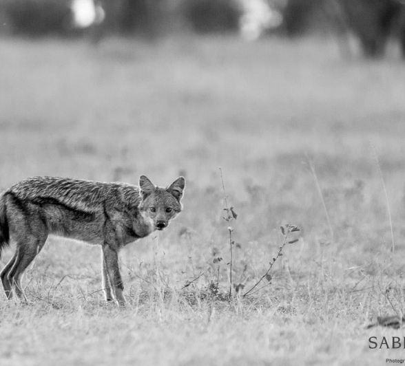 07Pravir Patel Side Striped Jackal Final 07Pravir Patel Side Striped Jackal Final