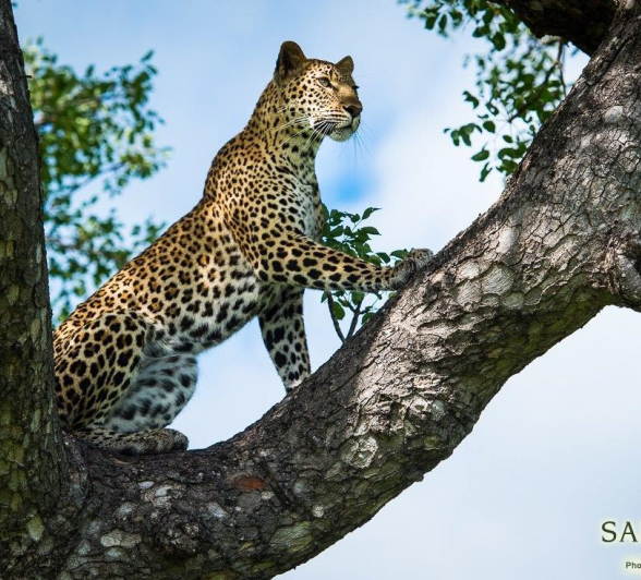 08Terry Ennever Kigelia 14117 1 Final