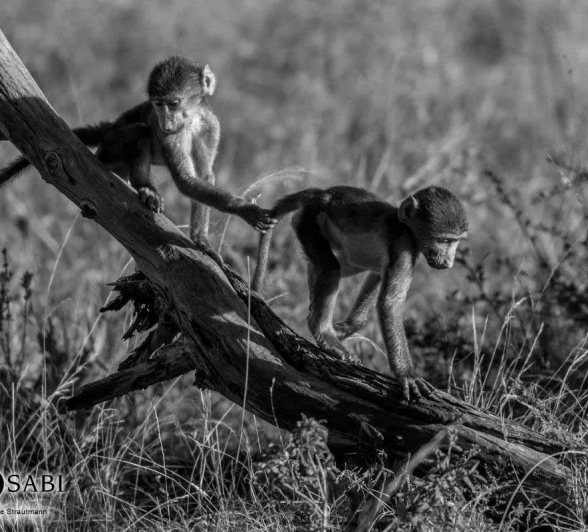 18Kyle 29 May Baboon Interaction 2 Final