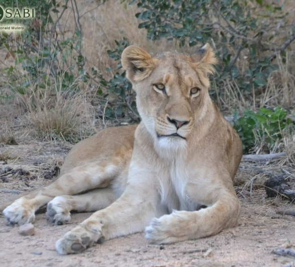 19 Ronald Mutero Sp 21082019 3 19 Ronald Mutero Sp 21082019 3
