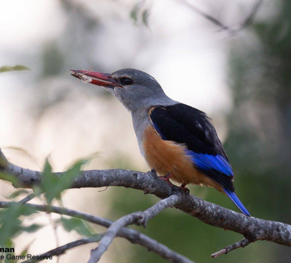 19Brett Heasman Kingfisher 24032020 Final 19Brett Heasman Kingfisher 24032020 Final