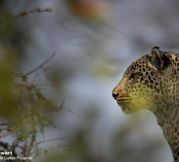 24Graeme Stewart Scotia 230820 1 Final