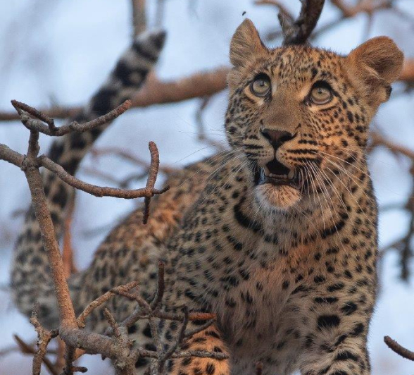 A34Tyron Van Der Walt Ntsumi Cub 090821 Portrait Final