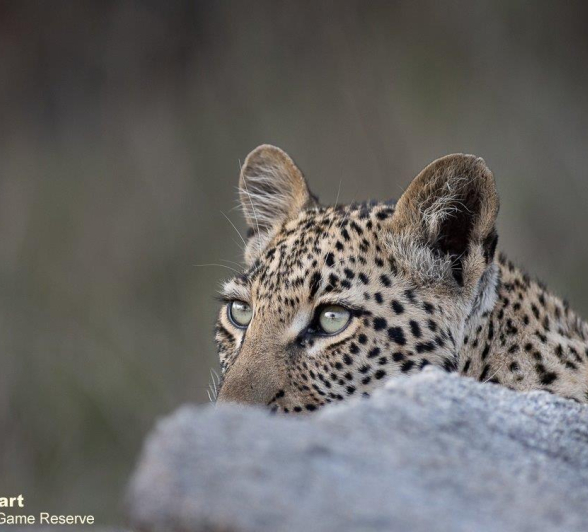 A28Graeme Stewart Ntsumi Cub 101121 2  Final