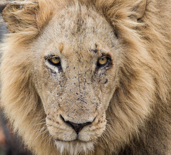 Faceshot.Franna Faceshot.Franna