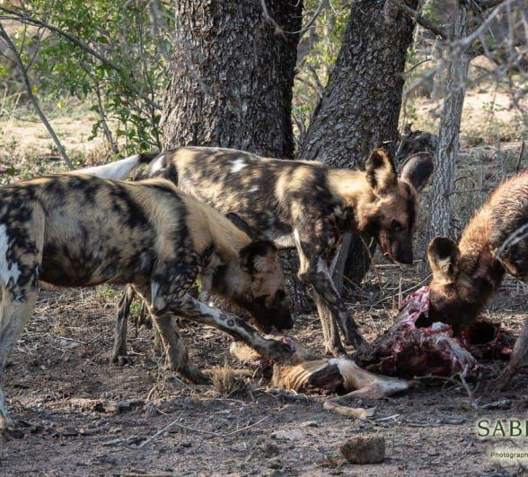 01Kerry Lee Roberg Wild Dogs.3 Final 01Kerry Lee Roberg Wild Dogs.3 Final