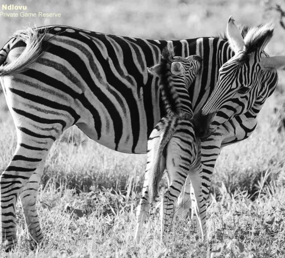 03andries Zebra.mono 160820 1 Final 03andries Zebra.mono 160820 1 Final