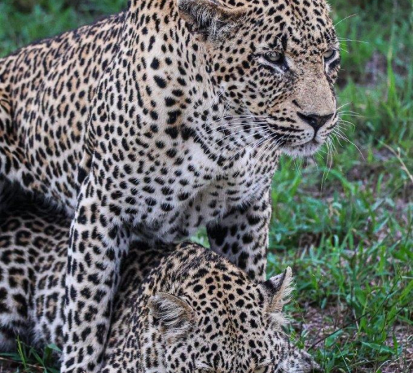 A13Coenraad Stapelberg Mating Leopards 201222 1 Final