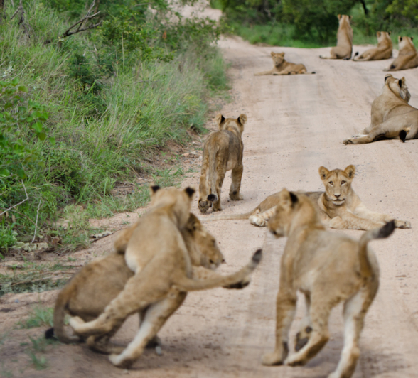 Lion Play 12 Lion Play 12