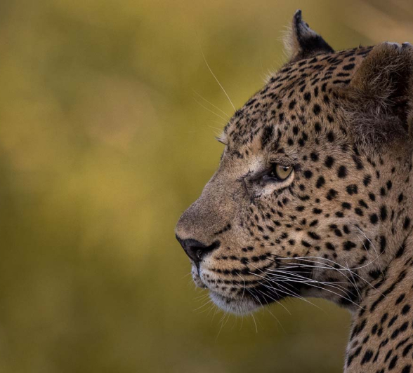 16Pravir Patel Leopard02 16Pravir Patel Leopard02