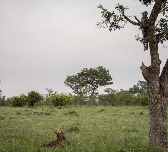 25Mike L Hlarulini Hyena