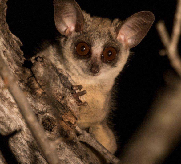 24Kevan Dobbie BushBaby 2409 Final 24Kevan Dobbie BushBaby 2409 Final