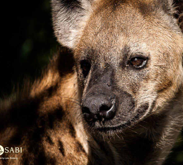 11Kerry Lee Roberg Hyena Final 11Kerry Lee Roberg Hyena Final