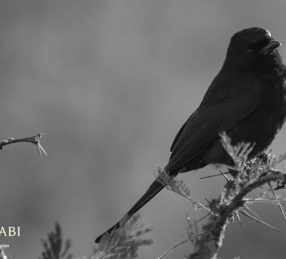 35Kevan Dobbie Fork Tailed Drongo 1 Final 35Kevan Dobbie Fork Tailed Drongo 1 Final