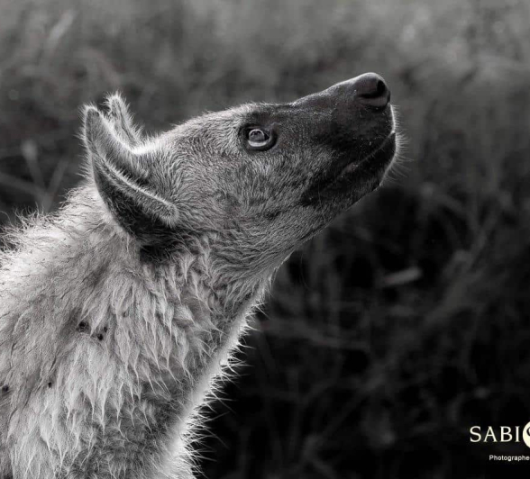 07Kevan Dobbie Hyena 040419 Final 07Kevan Dobbie Hyena 040419 Final