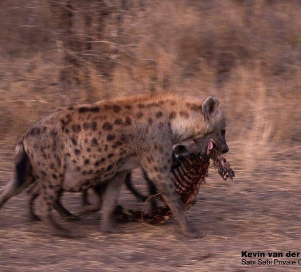 09Kevin Van Der Linde Hyena 28092019 Final 09Kevin Van Der Linde Hyena 28092019 Final
