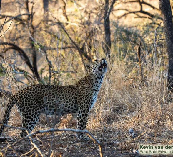 11Kevin Van Der Linde Kigilia 18102019 2 Final